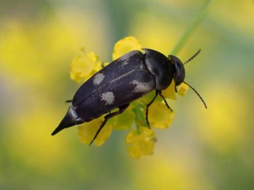 Variimorda sp.